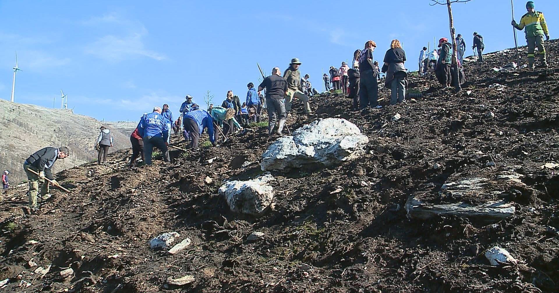 Volunteers plant thousands of pine trees in Serra do Alvão after a fire that devastated six thousand hectares