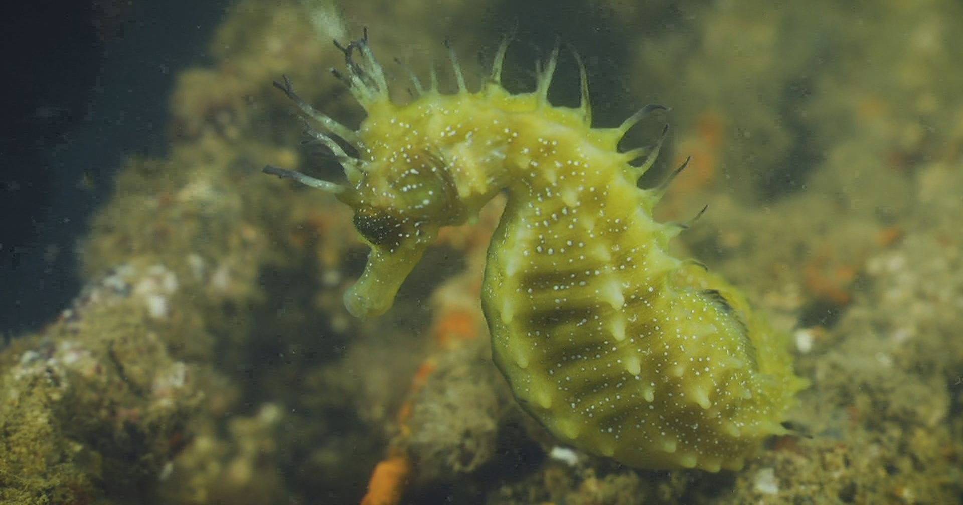Seahorses at risk: researchers study effects of storms in Portuguese estuaries and rias