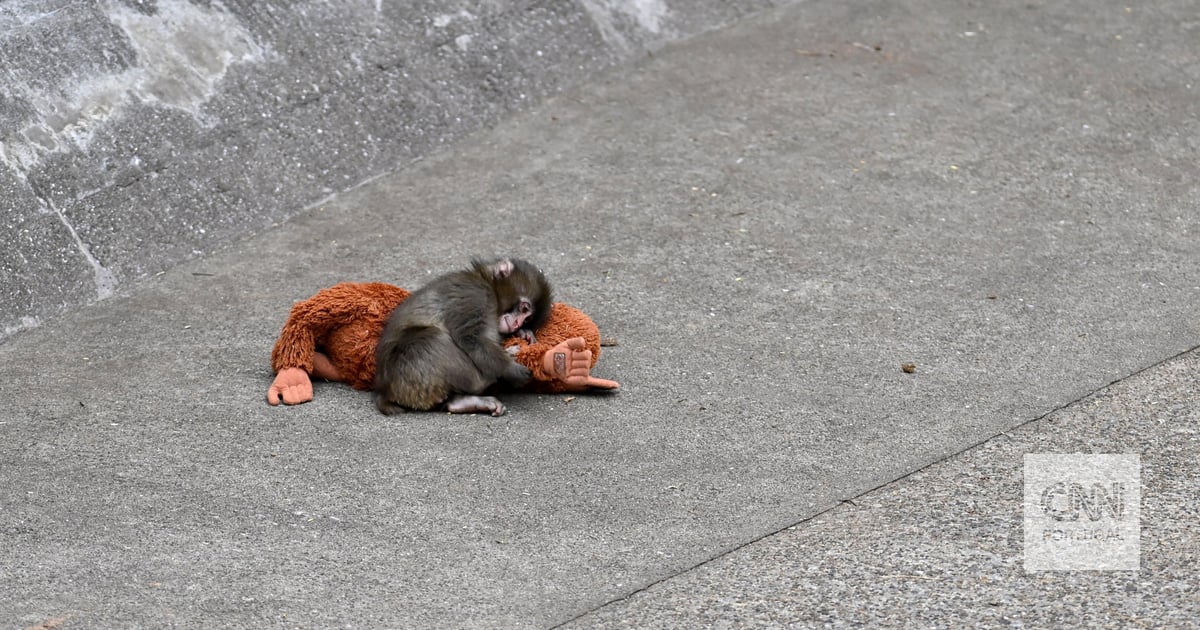 Monkey Punch is finally making friends