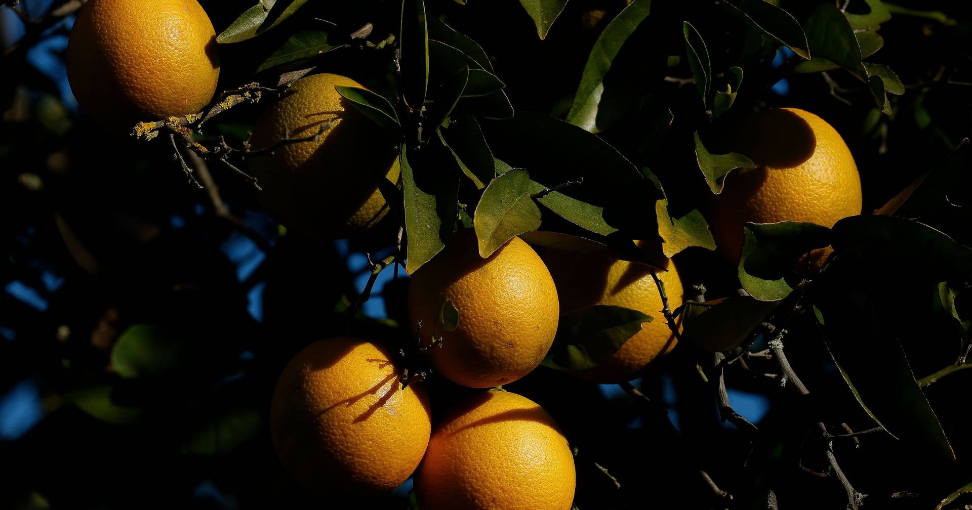 Algarve farmers warn of risks of the agreement with Mercosul