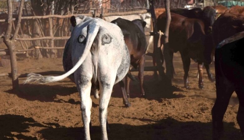 Drawing eyes on food packaging could be the key to keeping seagulls away