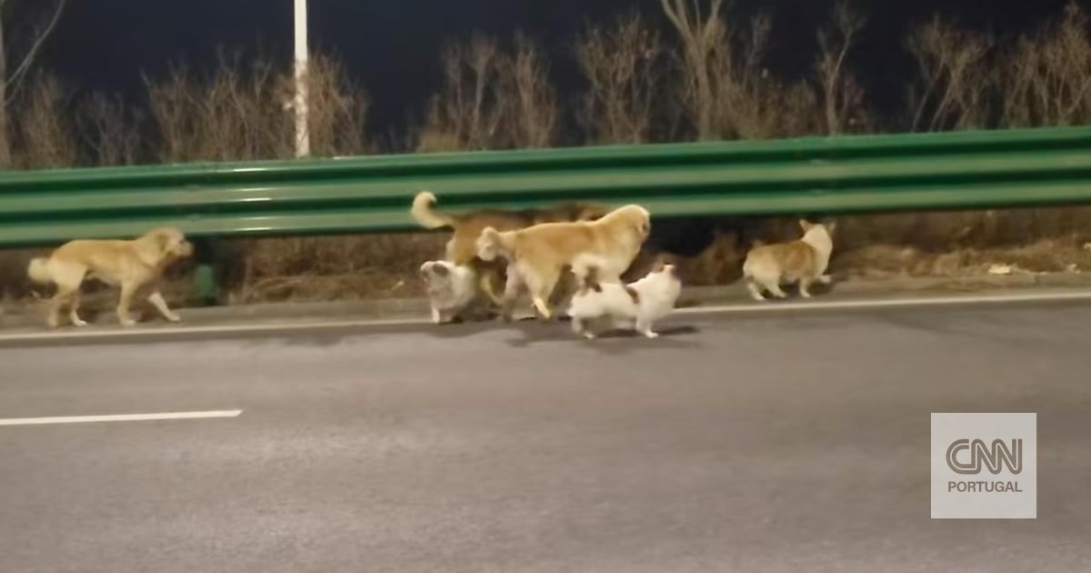 The internet loved this story about lost dogs coming home. It's just a shame it's fake