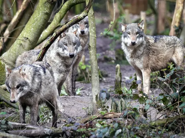 UK wildlife park kills pack of wolves after animals turn on each other