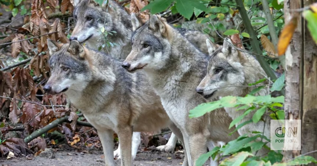 UK wildlife park kills pack of wolves after animals turn on each other