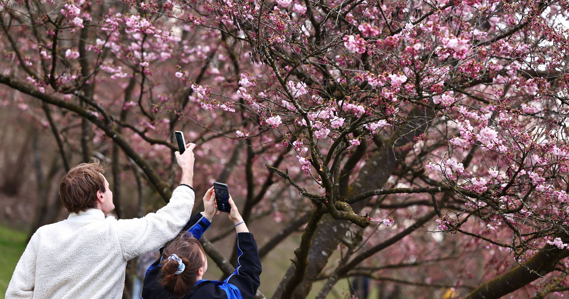 Munich paints itself pink: images of cherry trees in various parts of the city