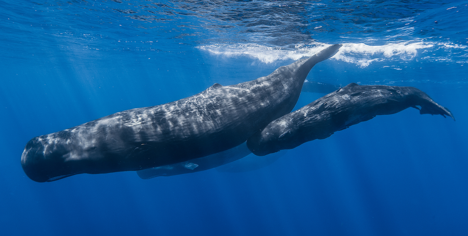 Whales in the Azores were caught headbutting each other