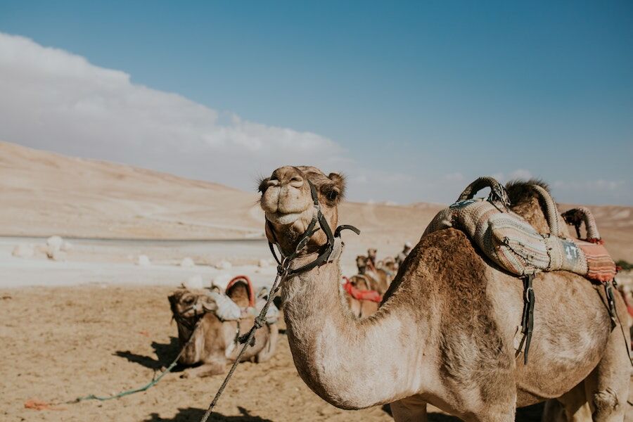 Camel beauty contest scandal. Animals had “hump inflations” banned