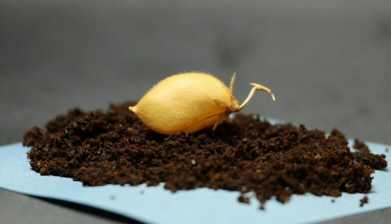 Scientists just grew chickpeas in lunar dust