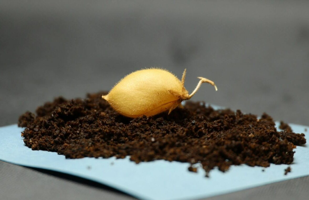 Scientists just grew chickpeas in lunar dust