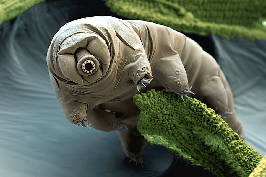 The indestructible tardigrades got a new job