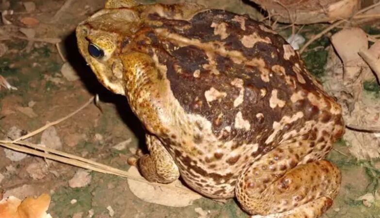 Brazil: discovered poison with antibiotic potential