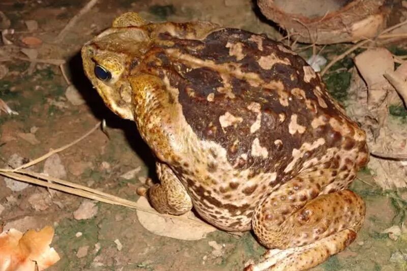 Brazil: discovered poison with antibiotic potential