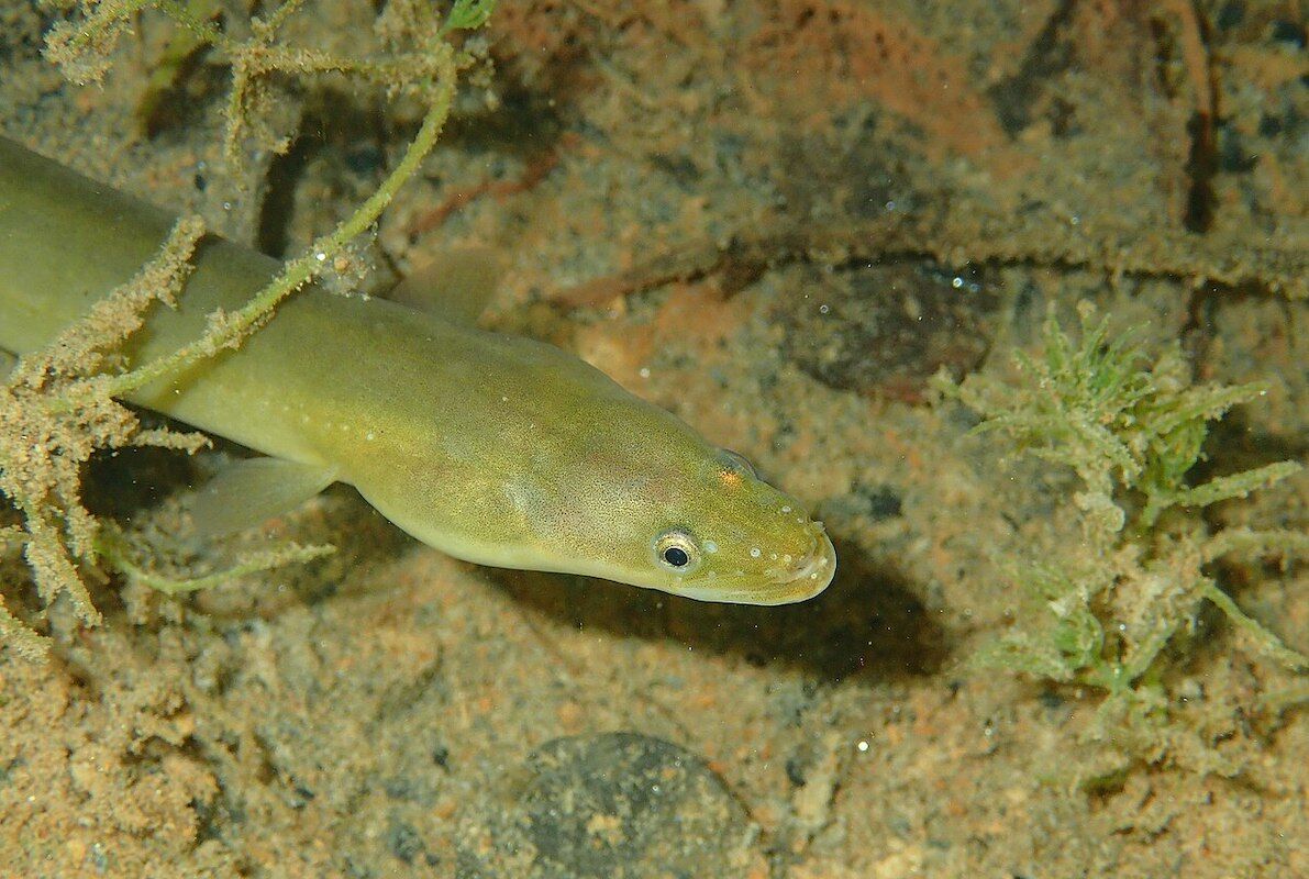 Eel is disappearing from many restaurant menus