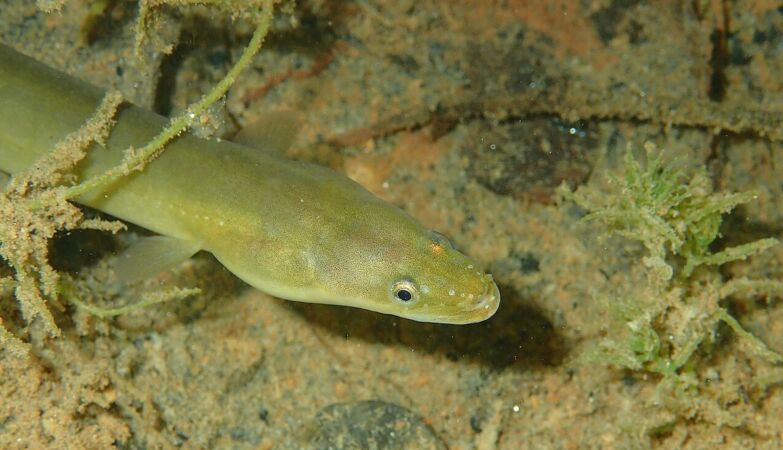 Eel is disappearing from many restaurant menus