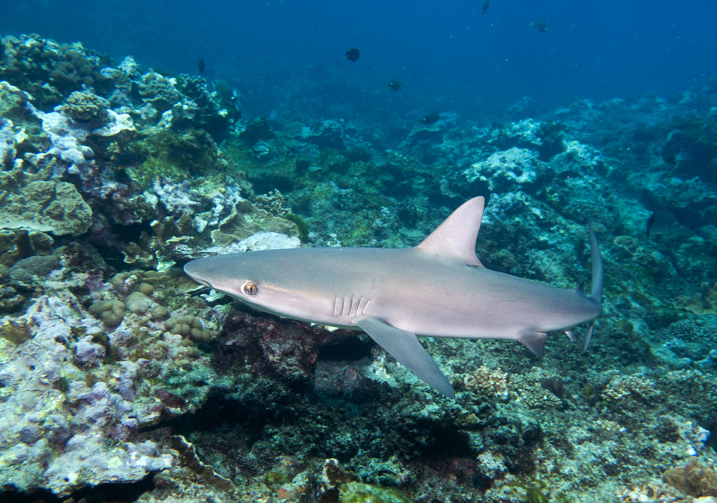 Bahamas sharks have traces of caffeine, painkillers and even cocaine