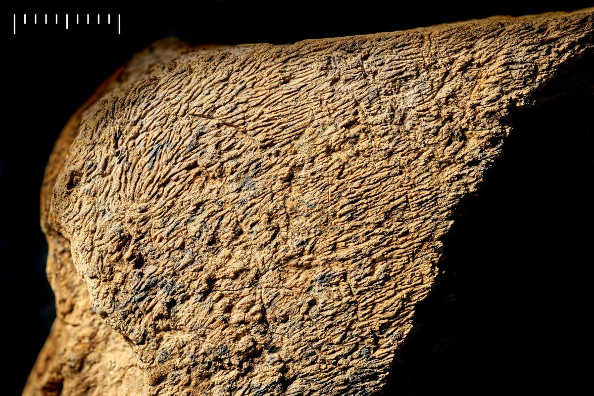500,000-year-old elephant bone hammer discovered that rewrites European prehistory