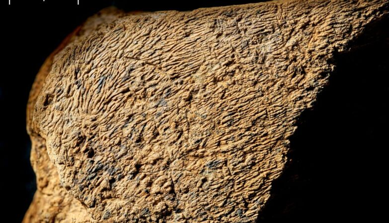 500,000-year-old elephant bone hammer discovered that rewrites European prehistory