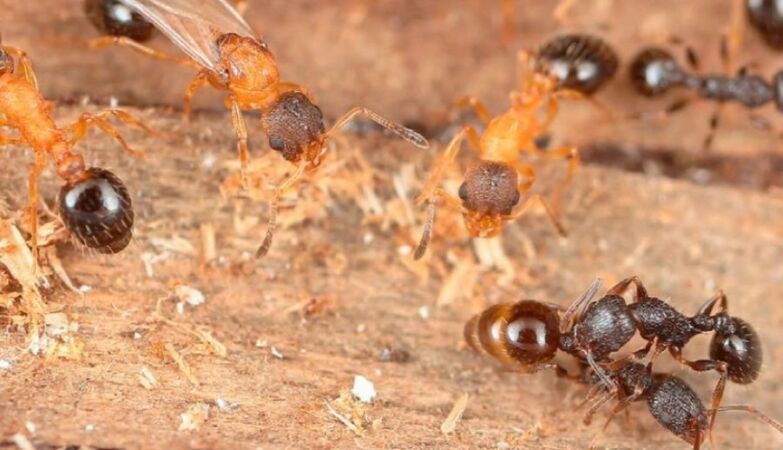 Ant species discovered where all are queens (and reproduce through cloning)