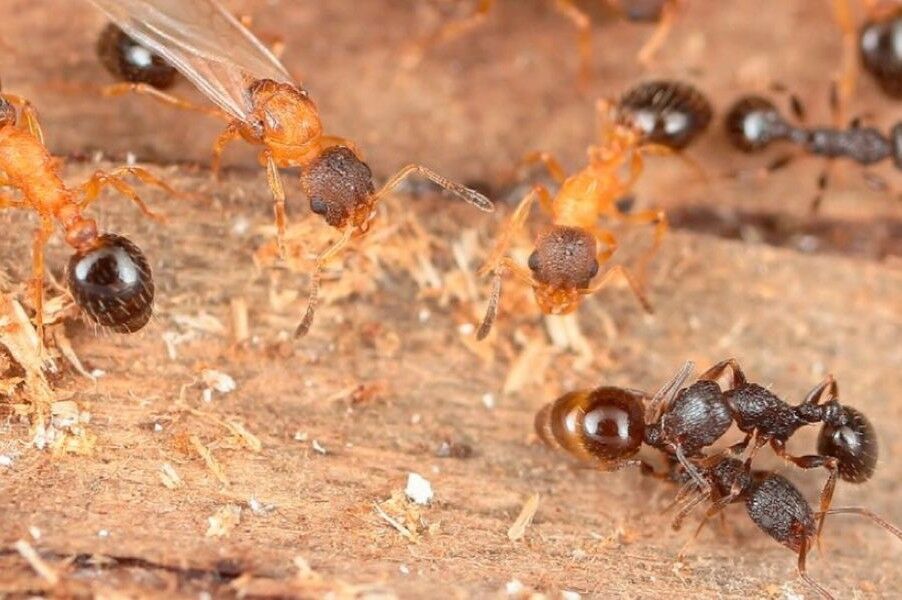 Ant species discovered where all are queens (and reproduce through cloning)