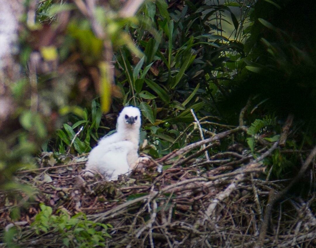 Nascimento de filhote de harpia é marco para conservação