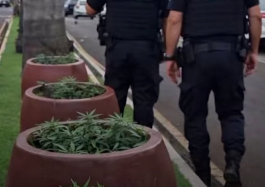 Police investigate marijuana found in median of busy avenue