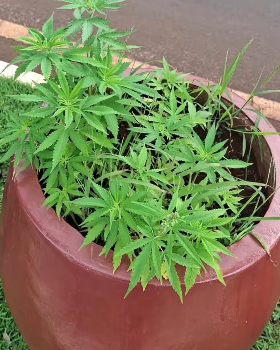 Police investigate marijuana found in median of busy avenue