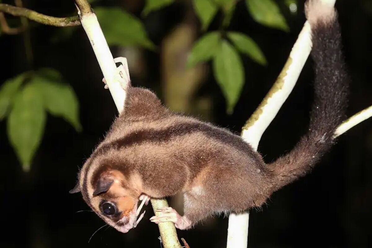 After all, there are two living marsupials of a species considered extinct 6,000 years ago