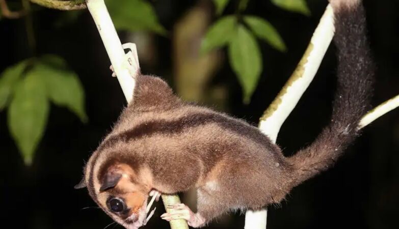 After all, there are two living marsupials of a species considered extinct 6,000 years ago