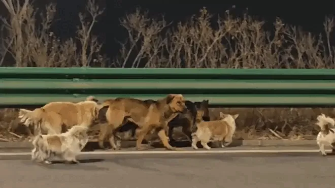 The internet loved this story about lost dogs coming home. It's just a shame it's fake