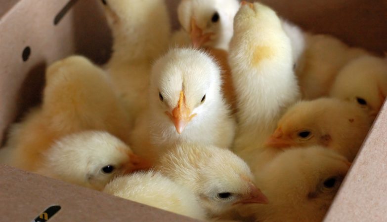 Even 3-day-old chicks are susceptible to the bouba-kiki effect