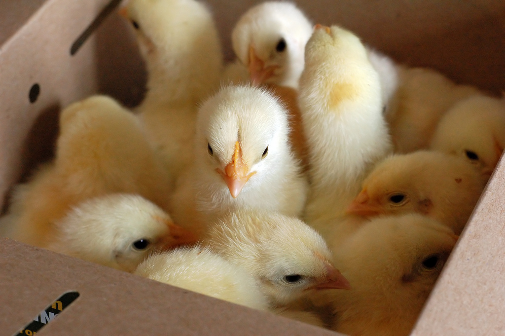 Even 3-day-old chicks are susceptible to the bouba-kiki effect