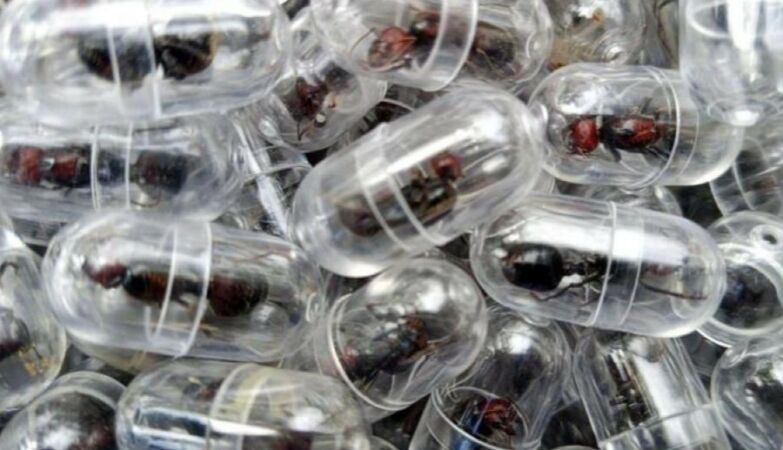 Chinese man arrested after trying to smuggle 2,000 queen ants from Kenya