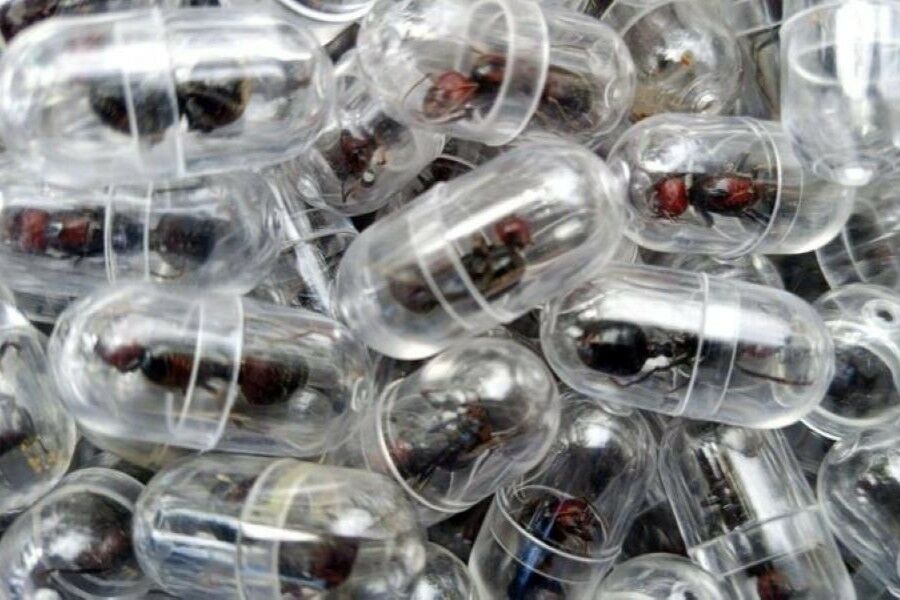 Chinese man arrested after trying to smuggle 2,000 queen ants from Kenya