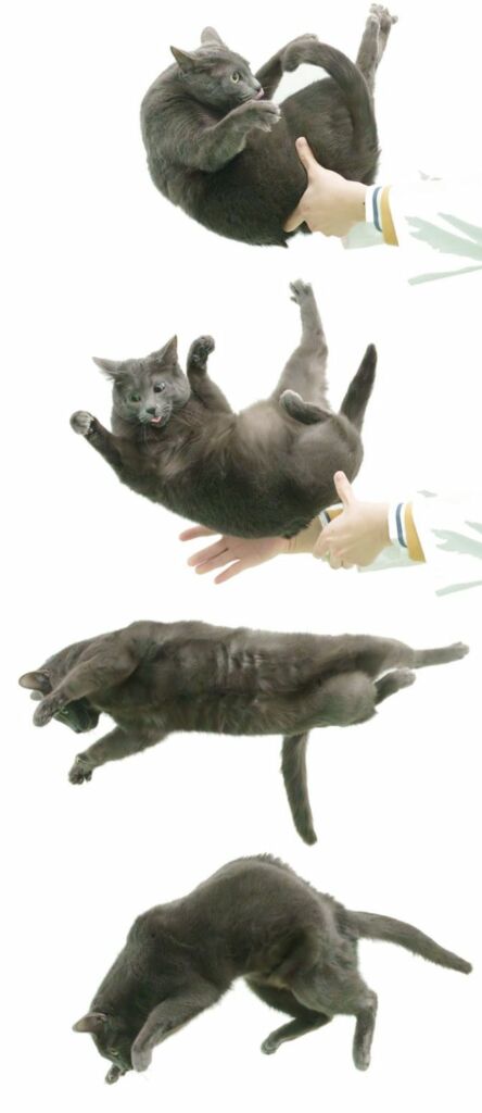 New explanation discovered for the “falling cat problem”