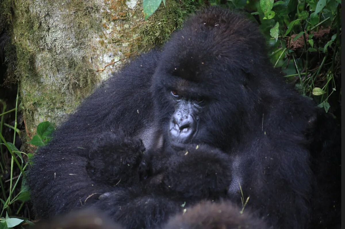 “Exceptionally rare” event: For the second time this year, twins are born to mountain gorillas