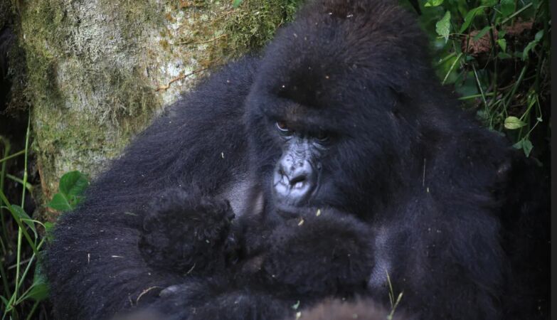 “Exceptionally rare” event: For the second time this year, twins are born to mountain gorillas