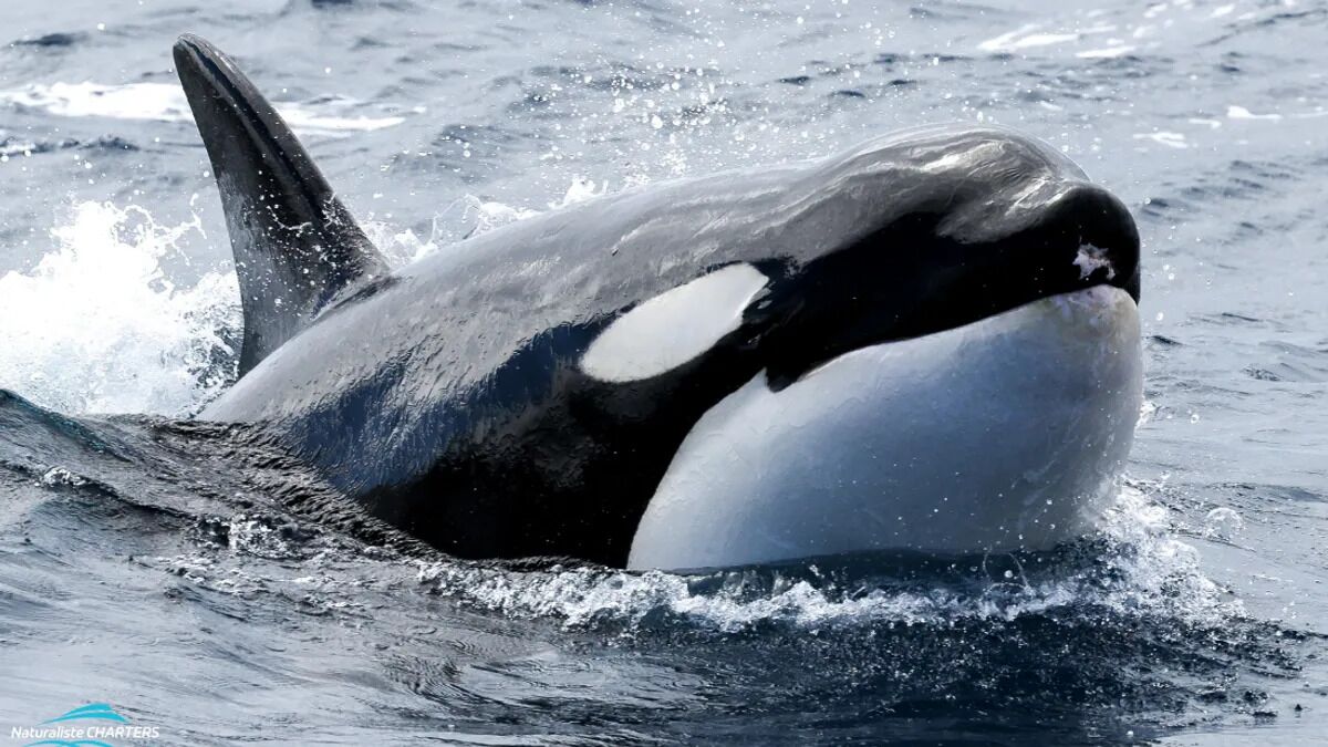 “Hannibal Lecter” orcas ate shark livers. Now they are also cannibals