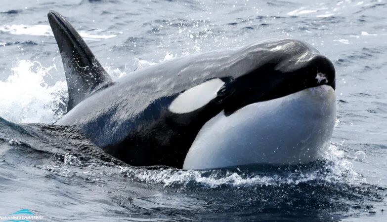 “Hannibal Lecter” orcas ate shark livers. Now they are also cannibals