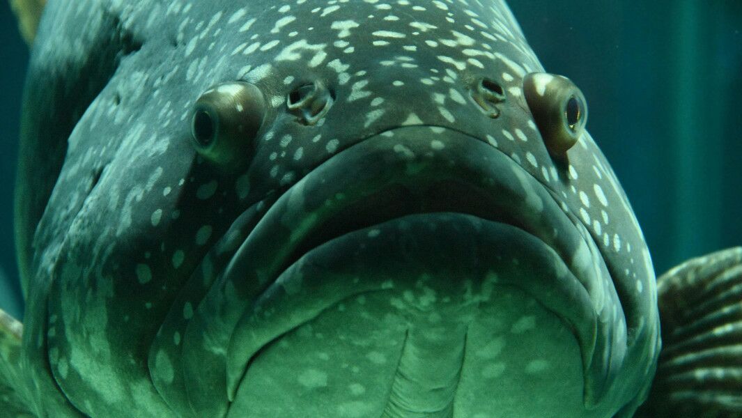 Bubba, a sex-changed giant grouper, survived chemotherapy