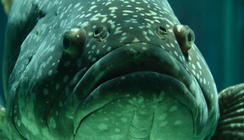 Bubba, a sex-changed giant grouper, survived chemotherapy