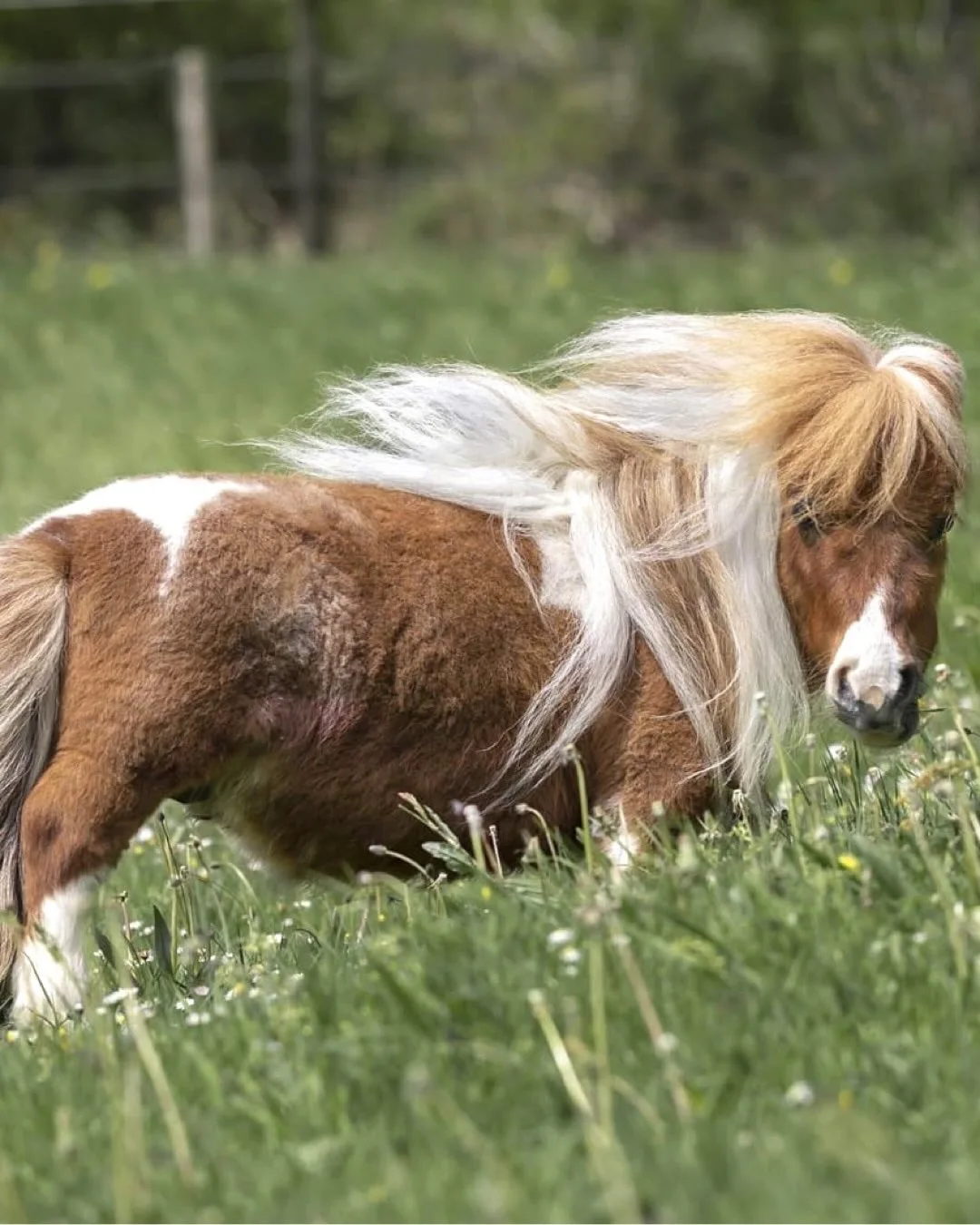German pony measures 52.6 cm, breaks world record and brings joy in therapeutic actions.