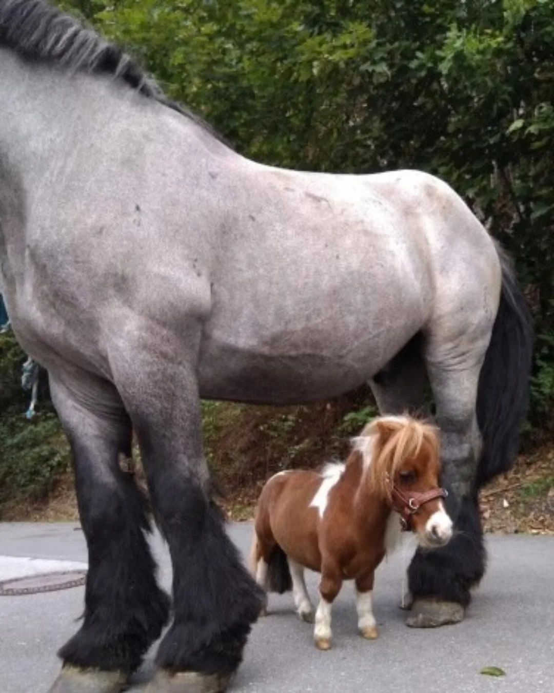 German pony measures 52.6 cm, breaks world record and brings joy in therapeutic actions.