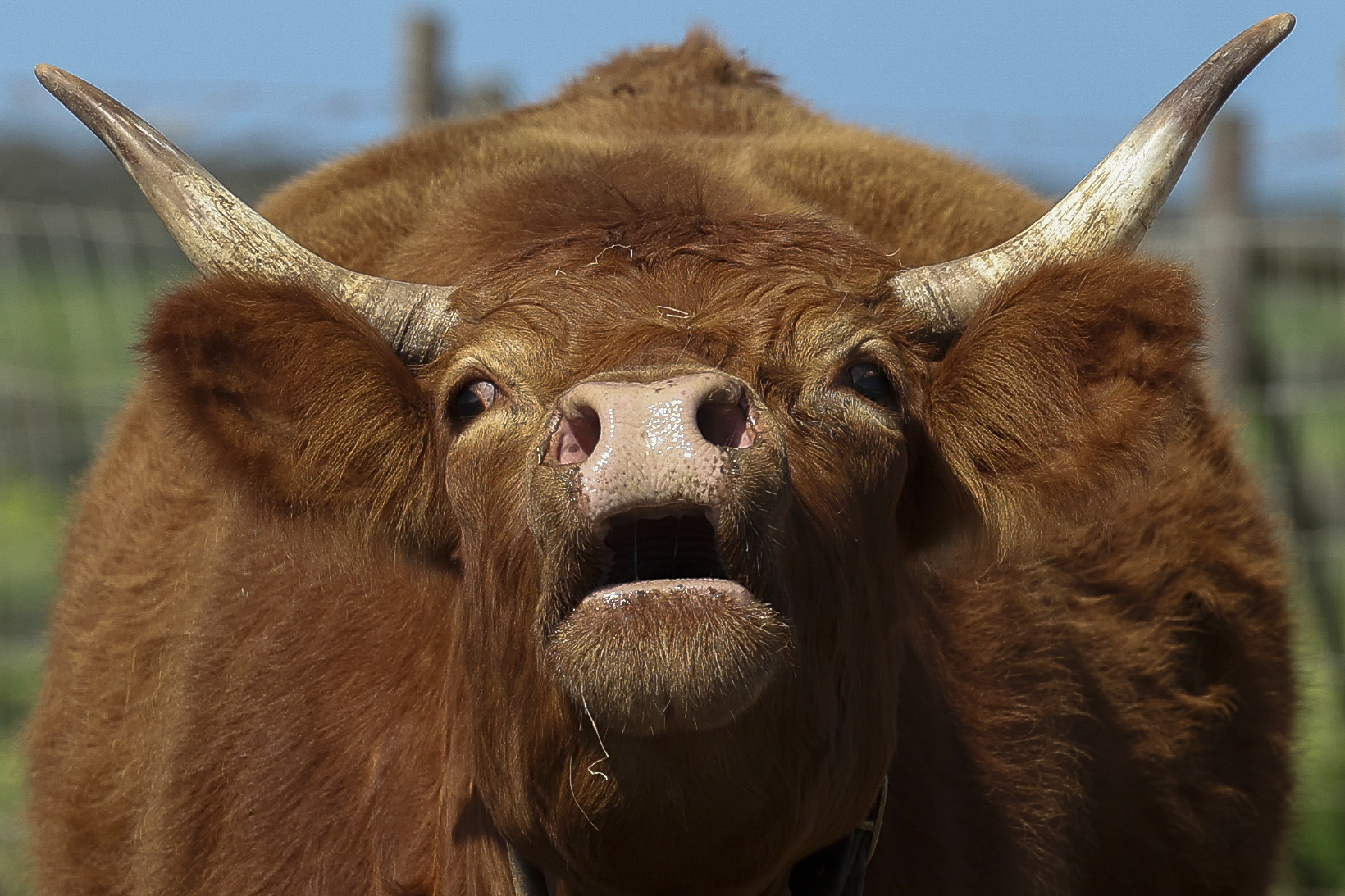 Algarve cattle breed returns from “disappearance” and now totals 47 animals
