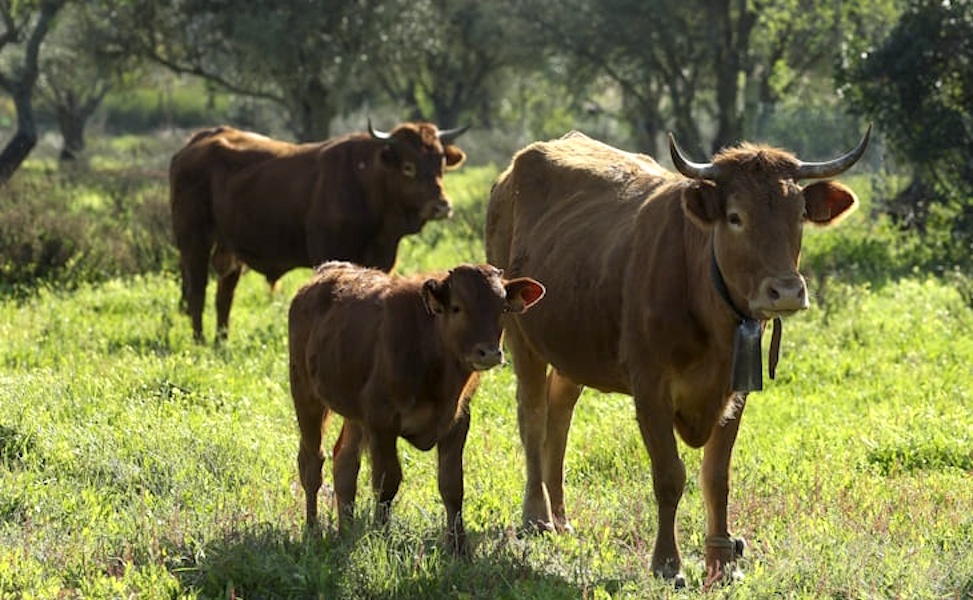 Algarve cattle breed returns from “disappearance” and now totals 47 animals