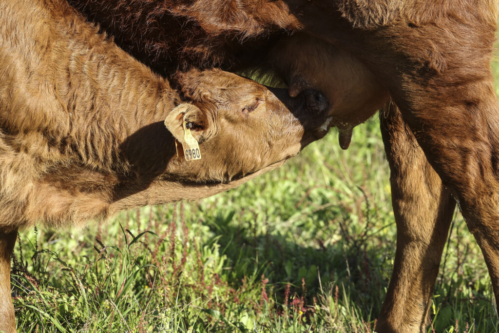 Algarve cattle breed returns from “disappearance” and now totals 47 animals
