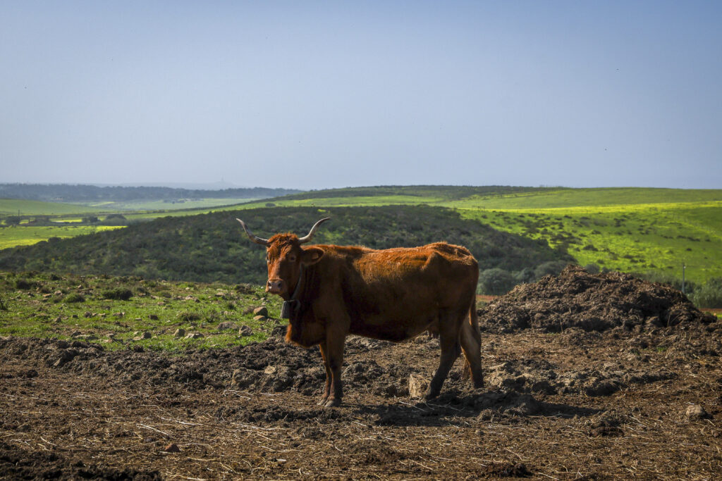 Algarve cattle breed returns from “disappearance” and now totals 47 animals