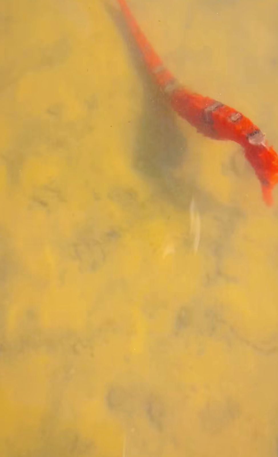 Appearance of seahorse in Atins reignites debate about preservation and environmental quality in the region.