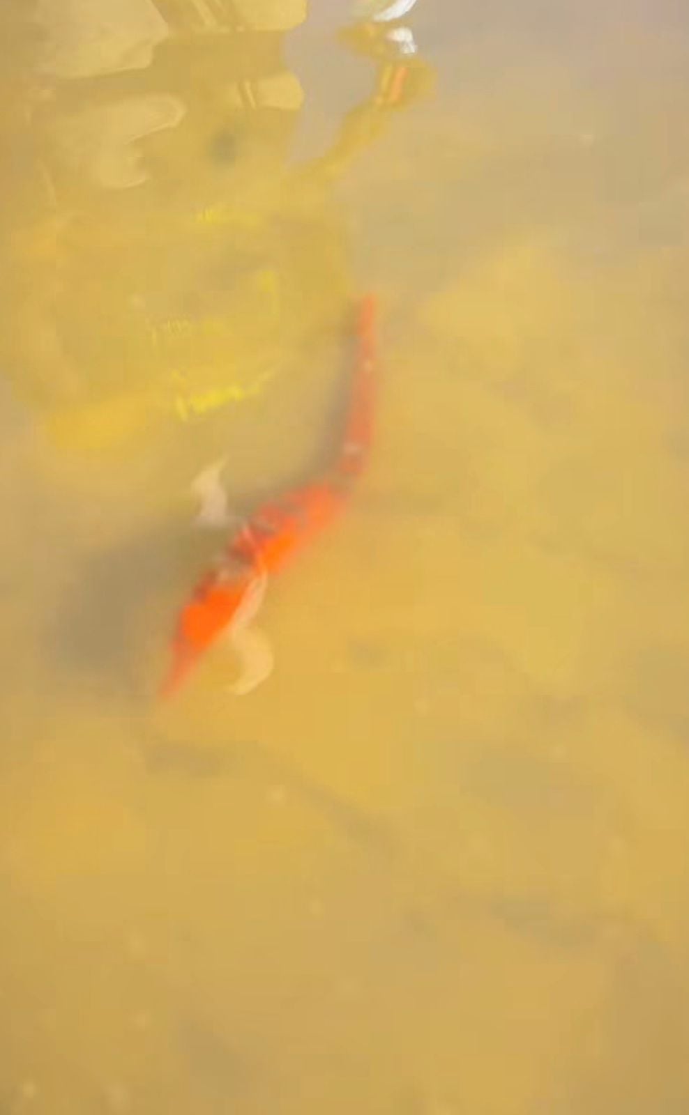 Appearance of seahorse in Atins reignites debate about preservation and environmental quality in the region.