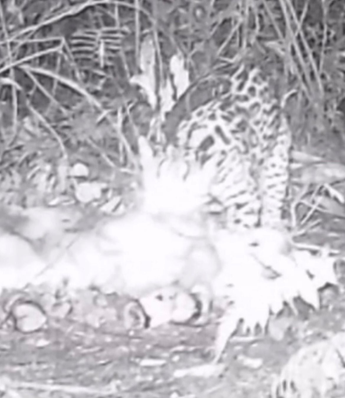 Rare record shows ocelot dragging calf carcass and draws researchers' attention