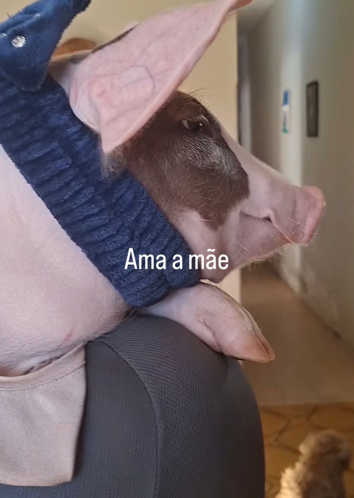 Living with a pig makes an influencer abandon meat consumption